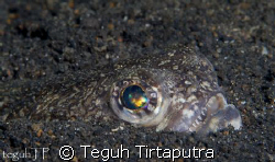 Painted Grinner, taken at Lembeh Strait, Manado. Just hid... by Teguh Tirtaputra 